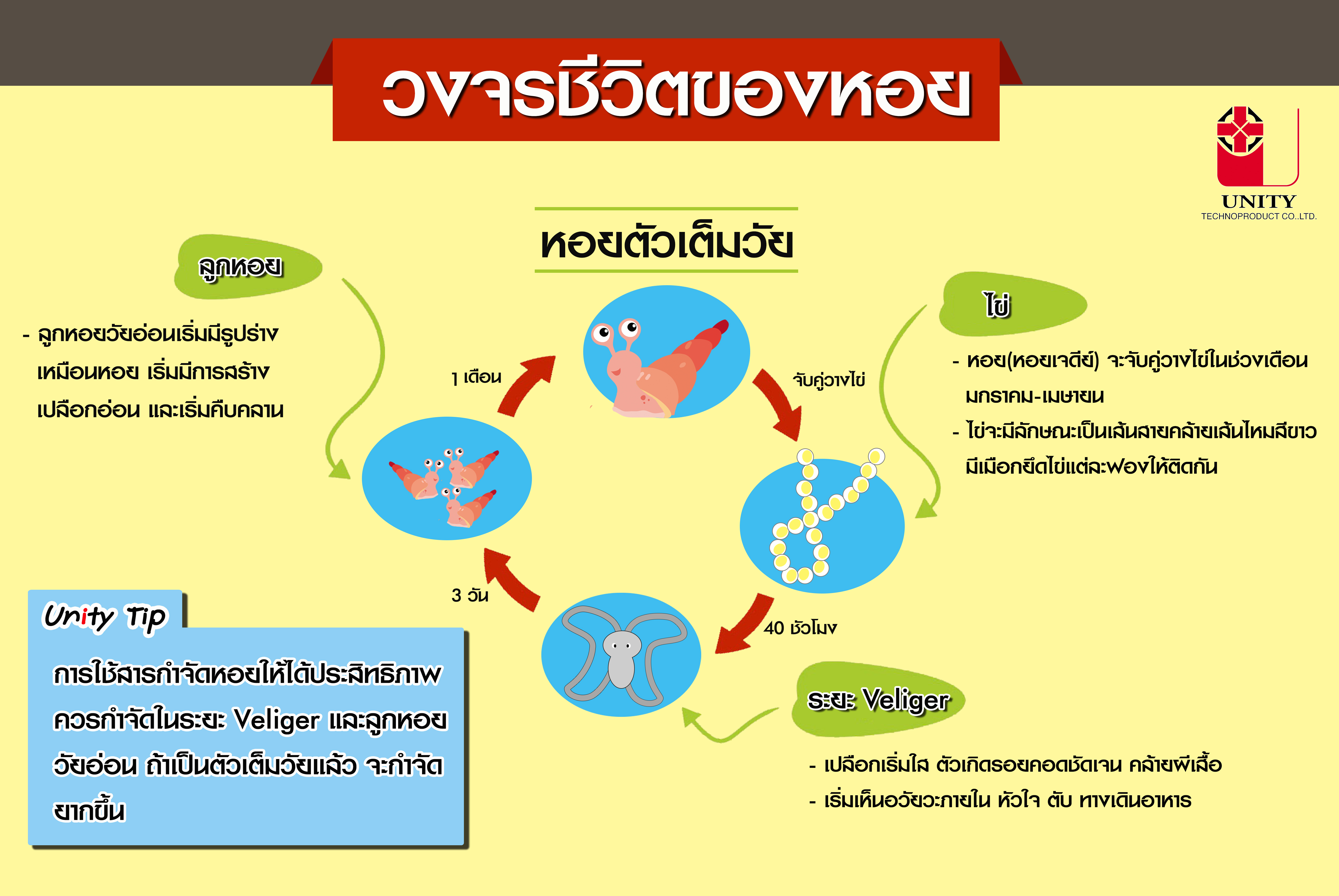 วงจรชีวิตของหอย