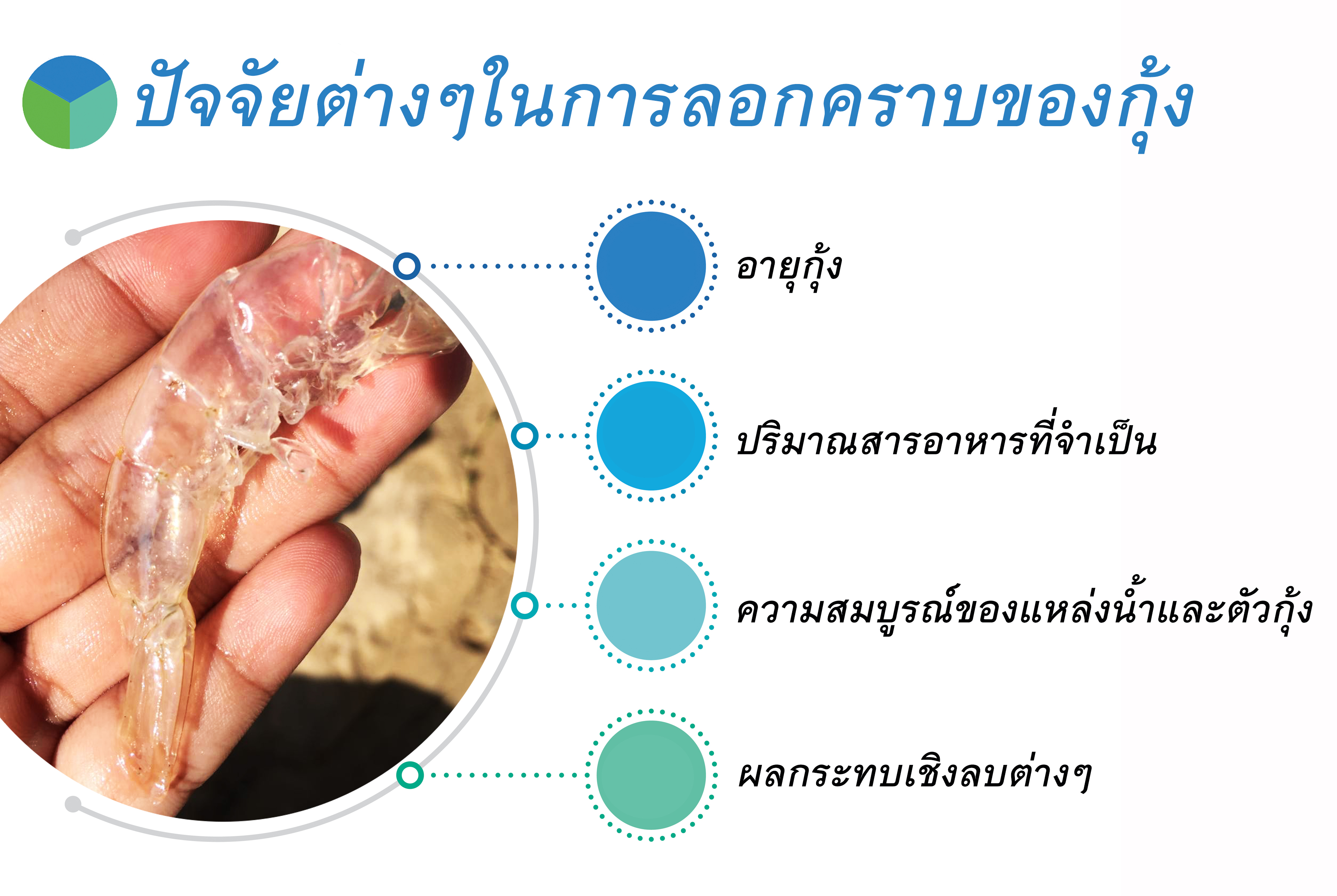 การลอกคราบของกุ้ง