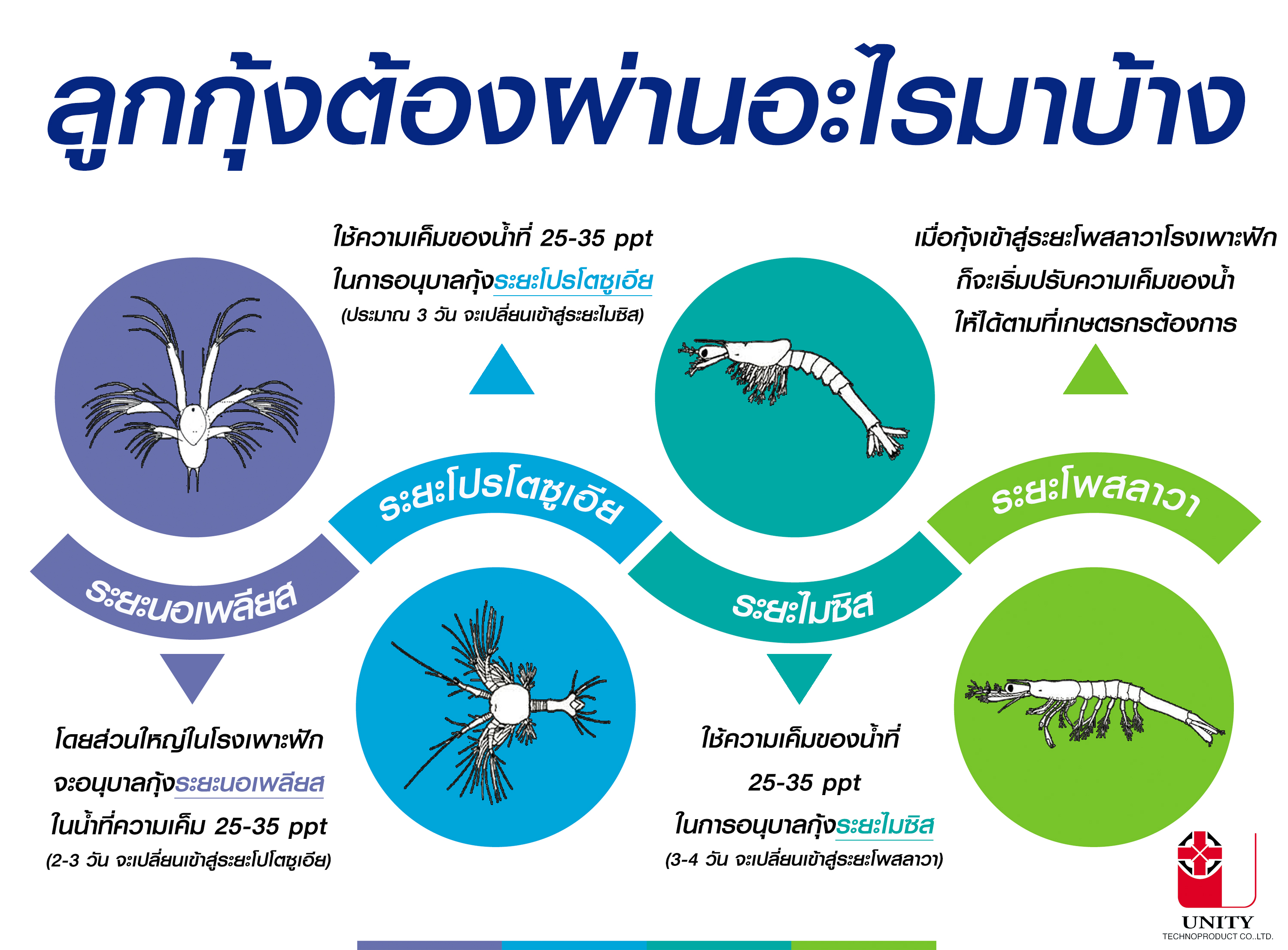 ลูกกุ้งต้องผ่านอะไรมาบ้าง